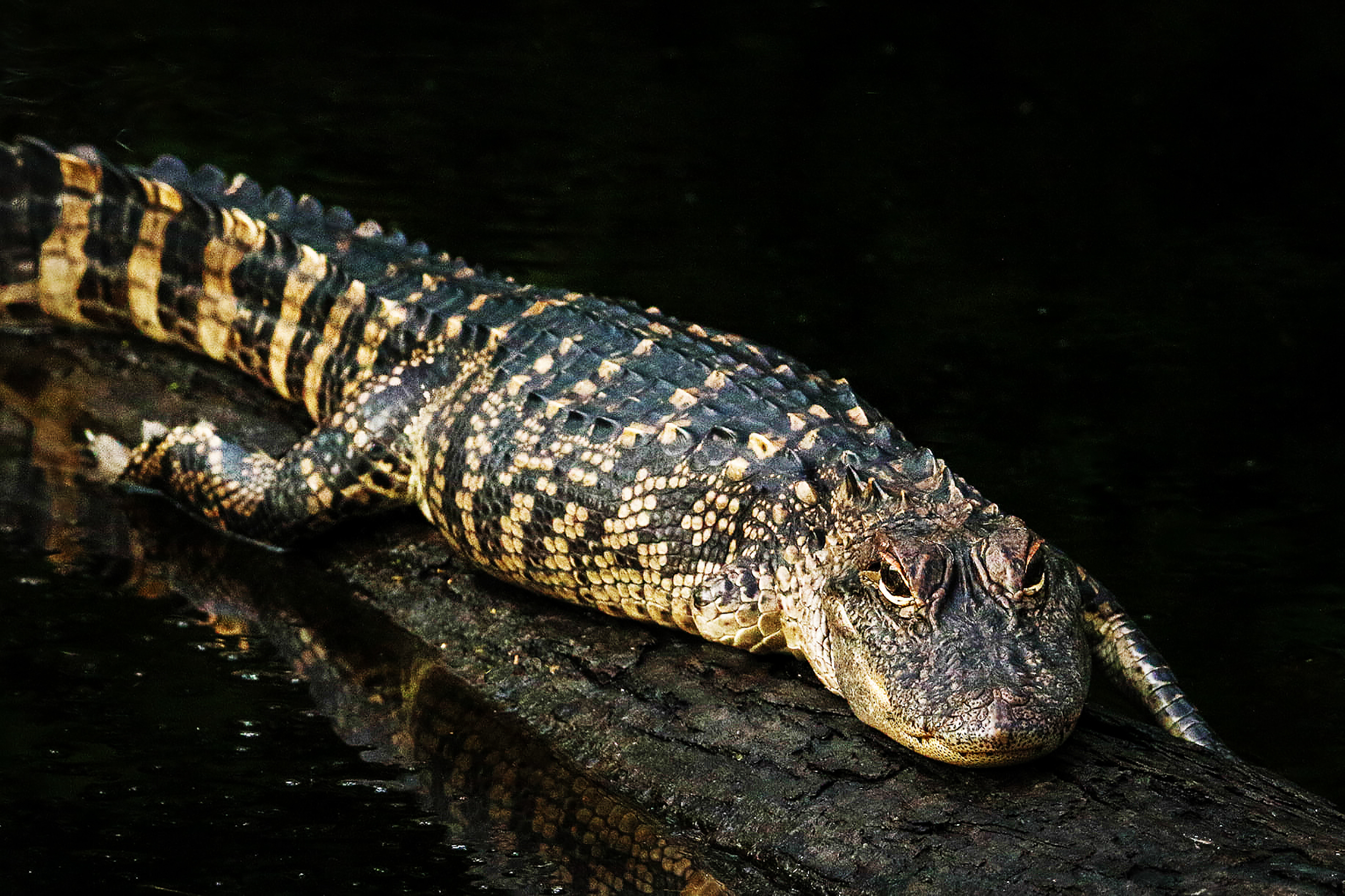 Alligator with only three legs | FWS.gov